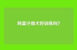 阿富汗猎犬好训练吗？