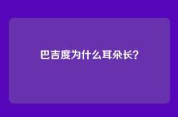 巴吉度为什么耳朵长？