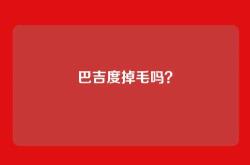 巴吉度掉毛吗？