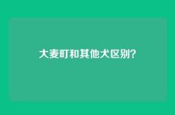 大麦町和其他犬区别？