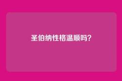 圣伯纳性格温顺吗？