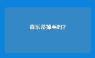 喜乐蒂掉毛吗？