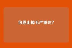 伯恩山掉毛严重吗？
