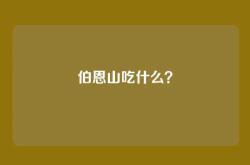 伯恩山吃什么？