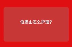 伯恩山怎么护理？