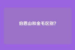 伯恩山和金毛区别？