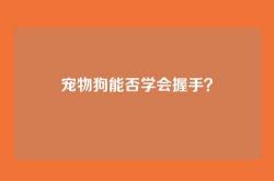 宠物狗能否学会握手？