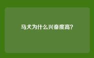 马犬为什么兴奋度高？