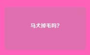 马犬掉毛吗？