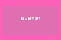 马犬掉毛吗？