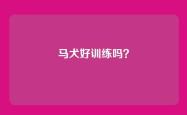 马犬好训练吗？