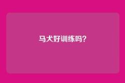 马犬好训练吗？