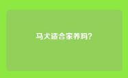 马犬适合家养吗？