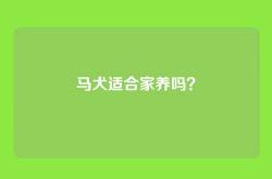 马犬适合家养吗？