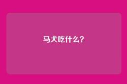 马犬吃什么？