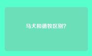 马犬和德牧区别？