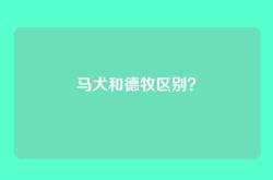 马犬和德牧区别？