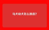 马犬幼犬怎么挑选？