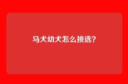 马犬幼犬怎么挑选？