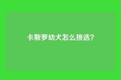 卡斯罗幼犬怎么挑选？