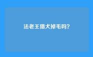 法老王猎犬掉毛吗？