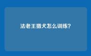 法老王猎犬怎么训练？