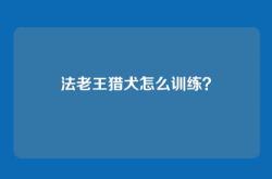 法老王猎犬怎么训练？