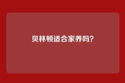 贝林顿适合家养吗？