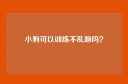 小狗可以训练不乱跑吗？