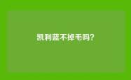 凯利蓝不掉毛吗？