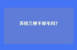 苏格兰梗不掉毛吗？