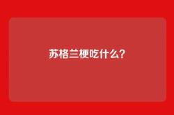苏格兰梗吃什么？