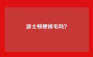 波士顿梗掉毛吗？