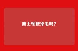 波士顿梗掉毛吗？