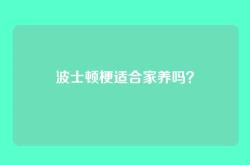 波士顿梗适合家养吗？
