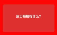 波士顿梗吃什么？