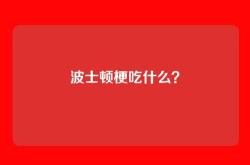 波士顿梗吃什么？