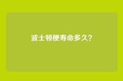 波士顿梗寿命多久？