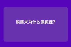银狐犬为什么像狐狸？