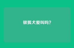 银狐犬爱叫吗？