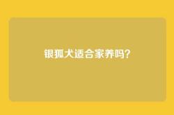 银狐犬适合家养吗？