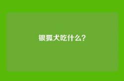 银狐犬吃什么？
