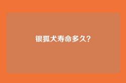银狐犬寿命多久？