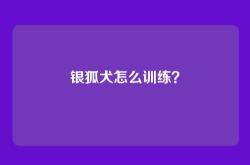 银狐犬怎么训练？