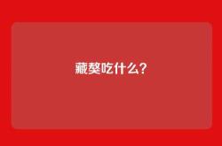 藏獒吃什么？