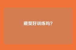 藏獒好训练吗？