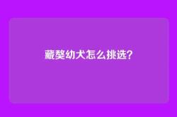 藏獒幼犬怎么挑选？