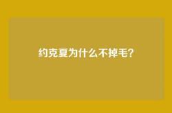 约克夏为什么不掉毛？