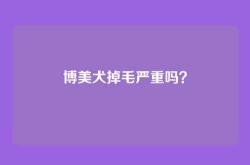 博美犬掉毛严重吗？