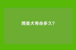 博美犬寿命多久？